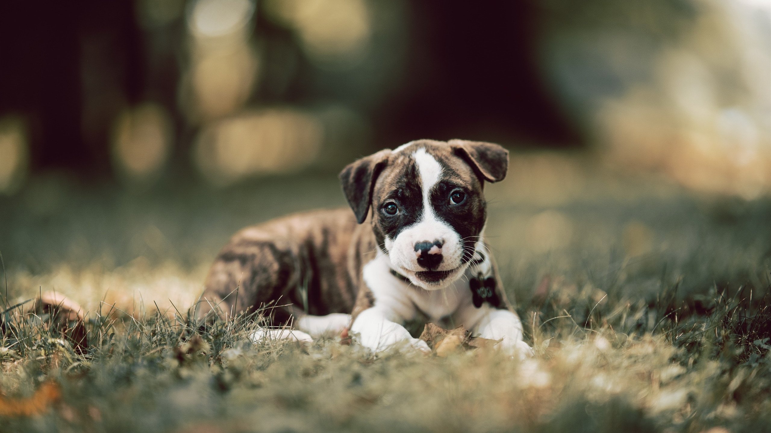 开云网页-_勇士再现三分盛宴,全队状态火热_,勇士三分庆祝动作