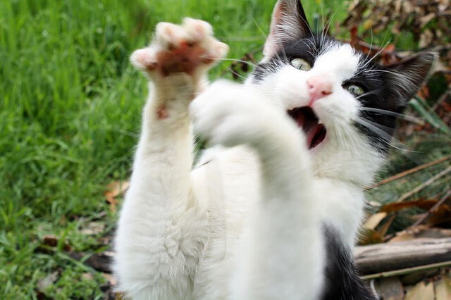 开云电竞登录入口-_勇士开启三分狂潮,火力全开_,勇士三分战术名称