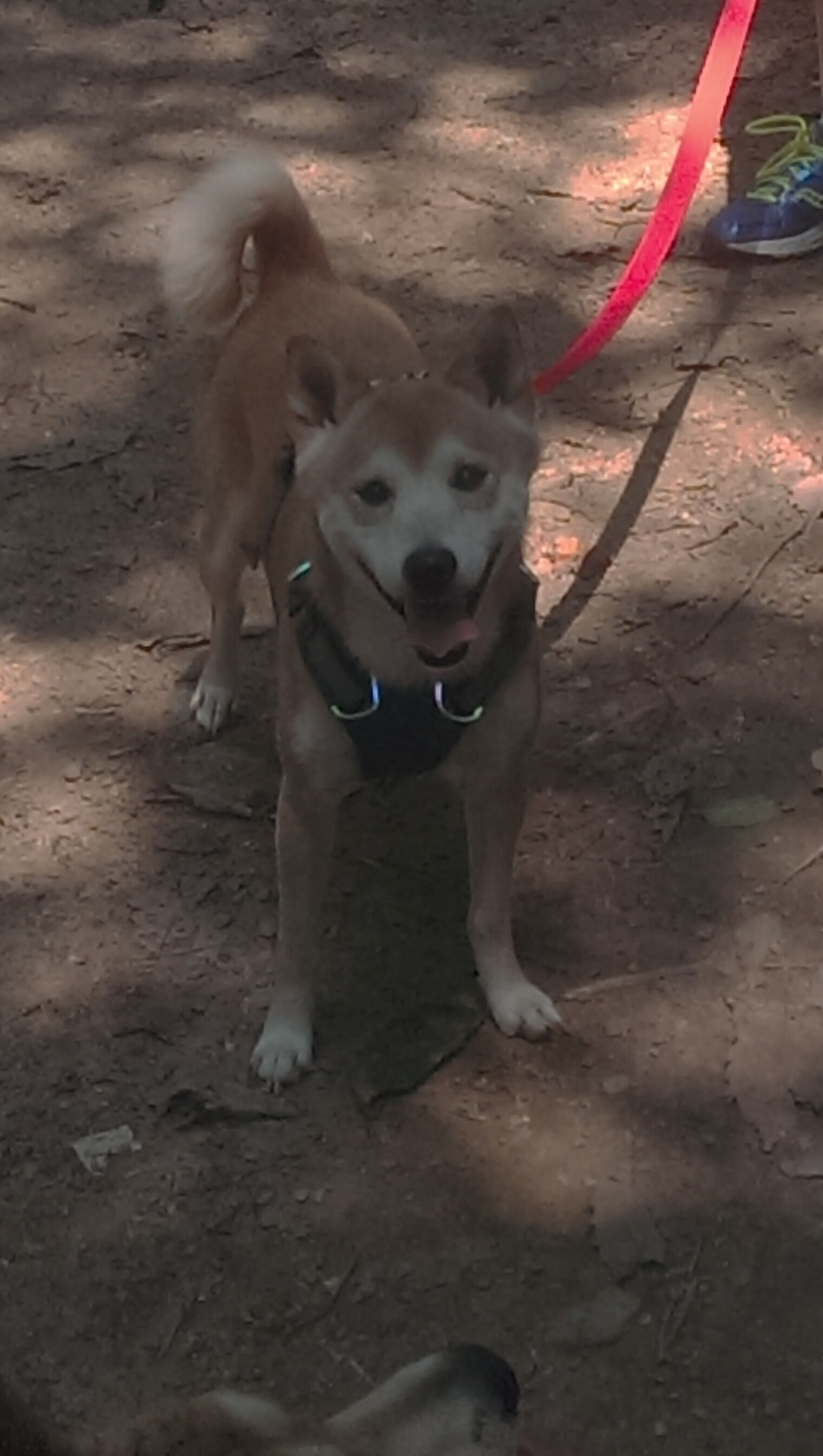 开云体育官网登入-“全民健身 运动三秦”广场舞公益推广活动在陕西商洛成功举办,陕西省第三届全民健身运动会广场舞